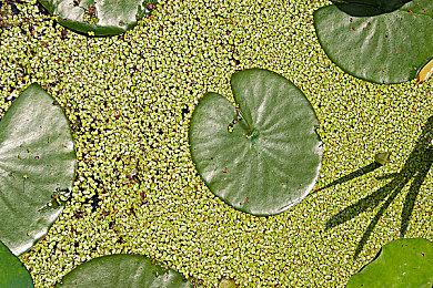 《巫师》系列杰洛特和希里 颜值进化对比